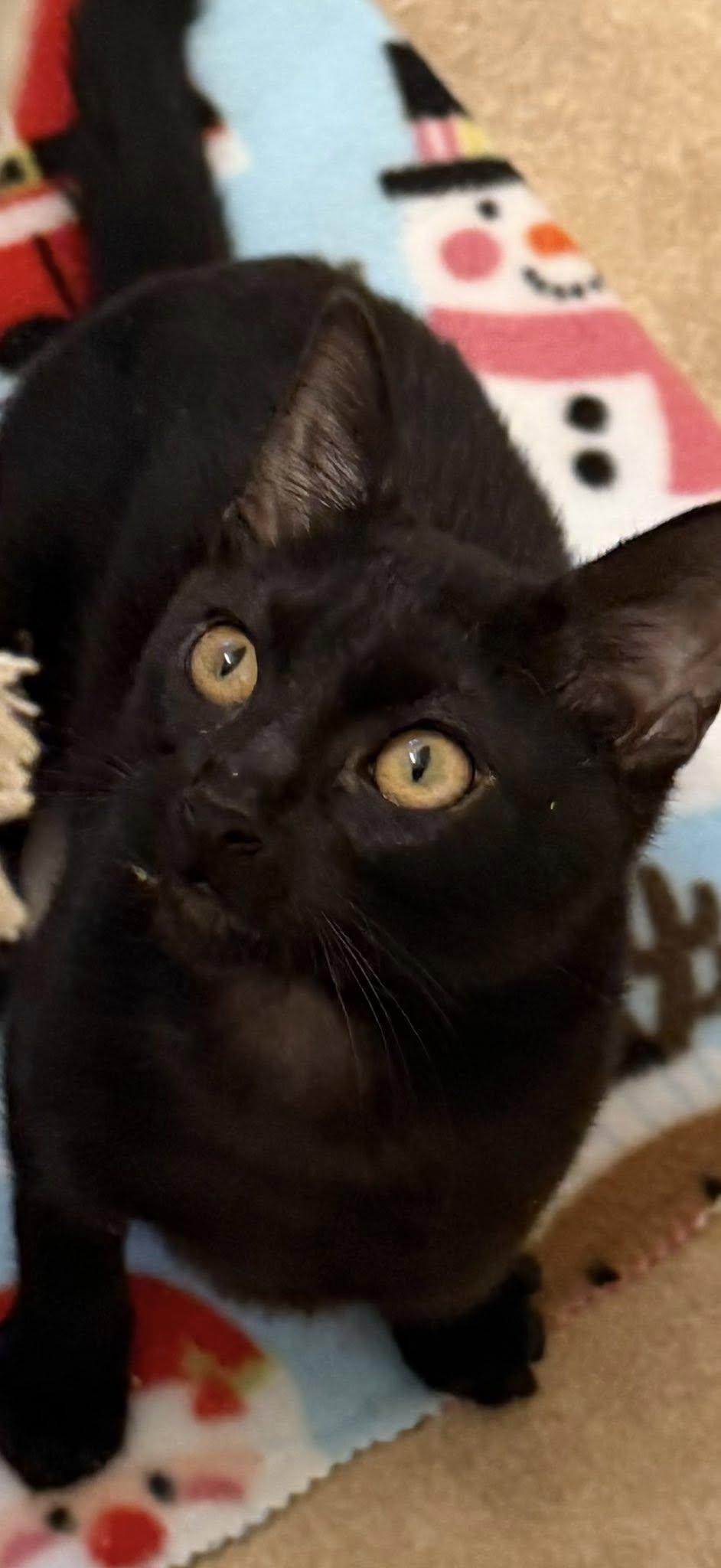 Enlarge Xena, a ADOPTABLE Domestic Short Hair in Queen Creek, AZ image 4/4