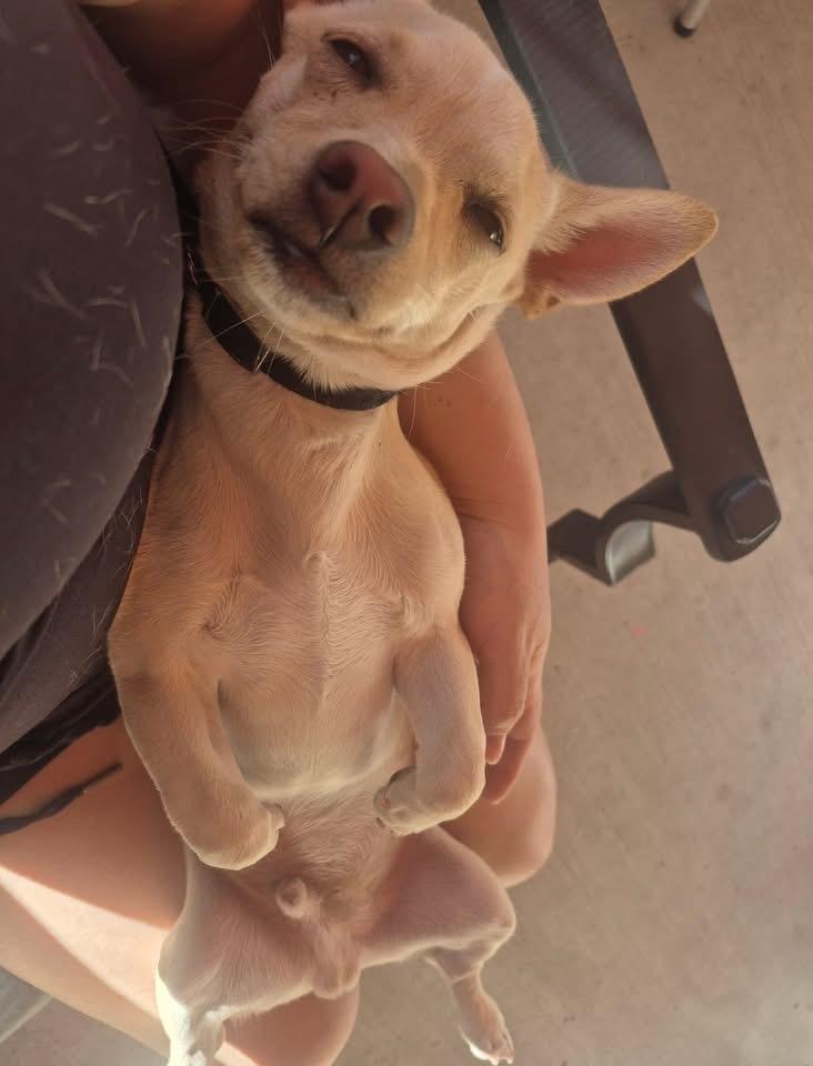 Enlarge Dante, a ADOPTABLE mixed breed in Elkton, MD image 4/5