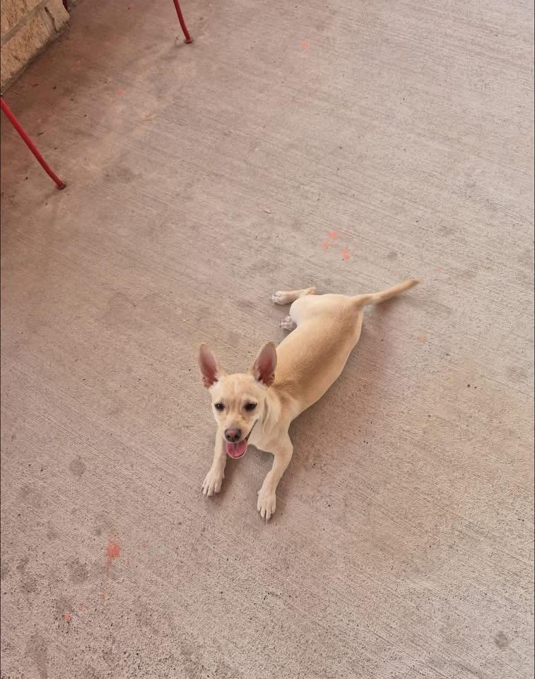 Enlarge Dante, a ADOPTABLE mixed breed in Elkton, MD image 2/5