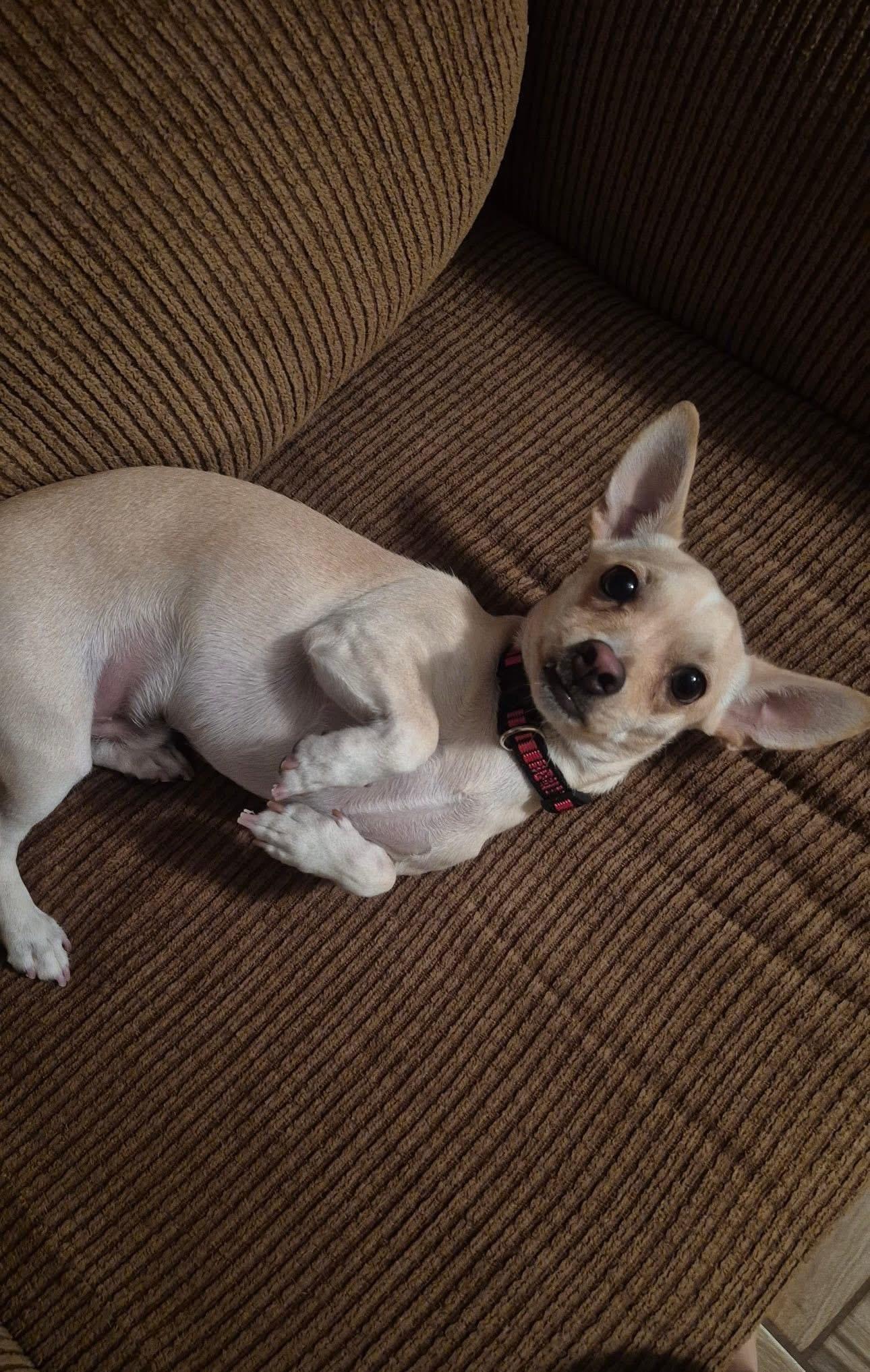 Enlarge Dante, a ADOPTABLE mixed breed in Elkton, MD image 3/5