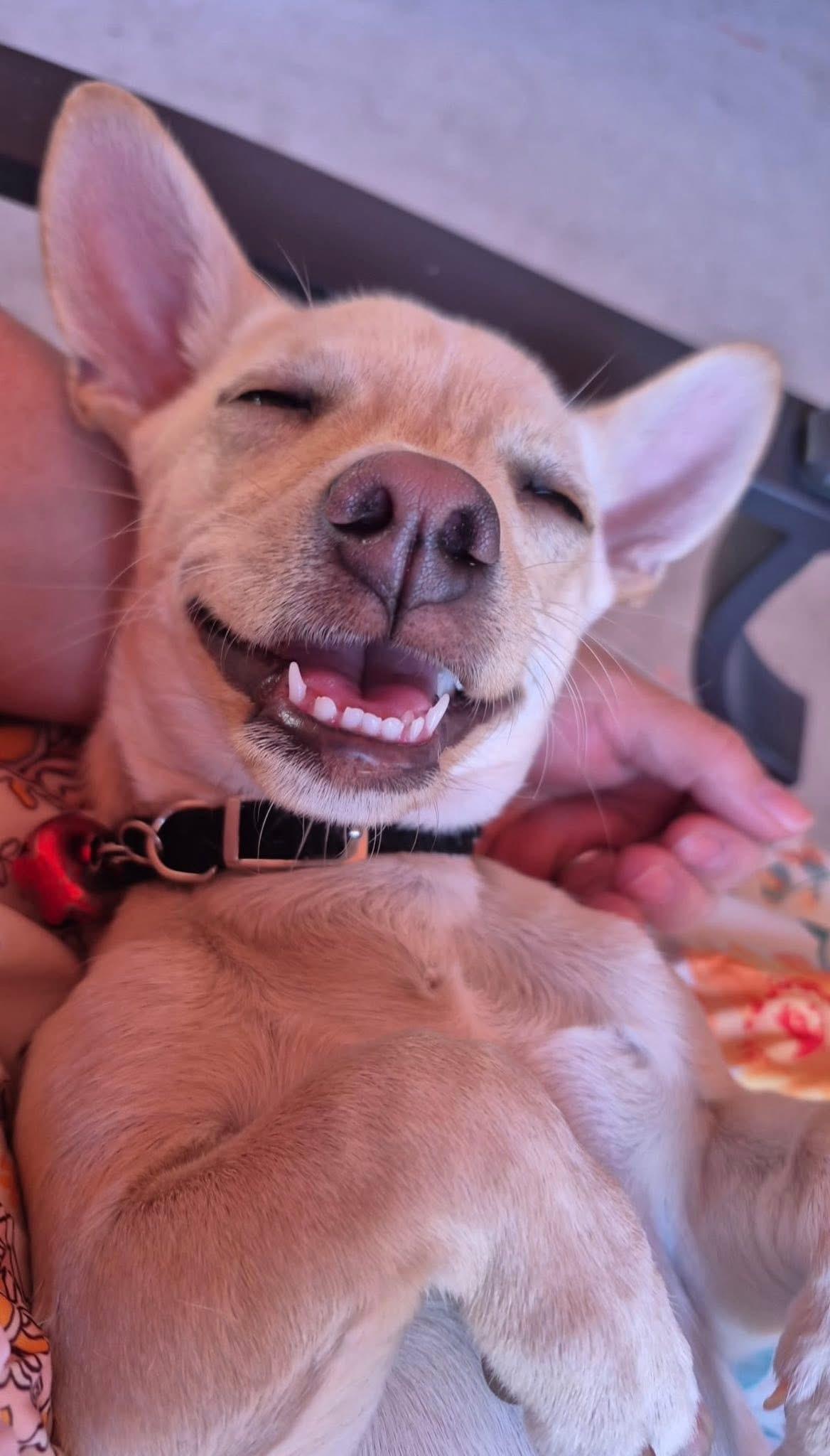 Dante, ADOPTABLE, Adult Male Chihuahua.