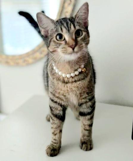 Enlarge Fergie, a Adoptable mixed breed in Fort Worth, TX image 1/5