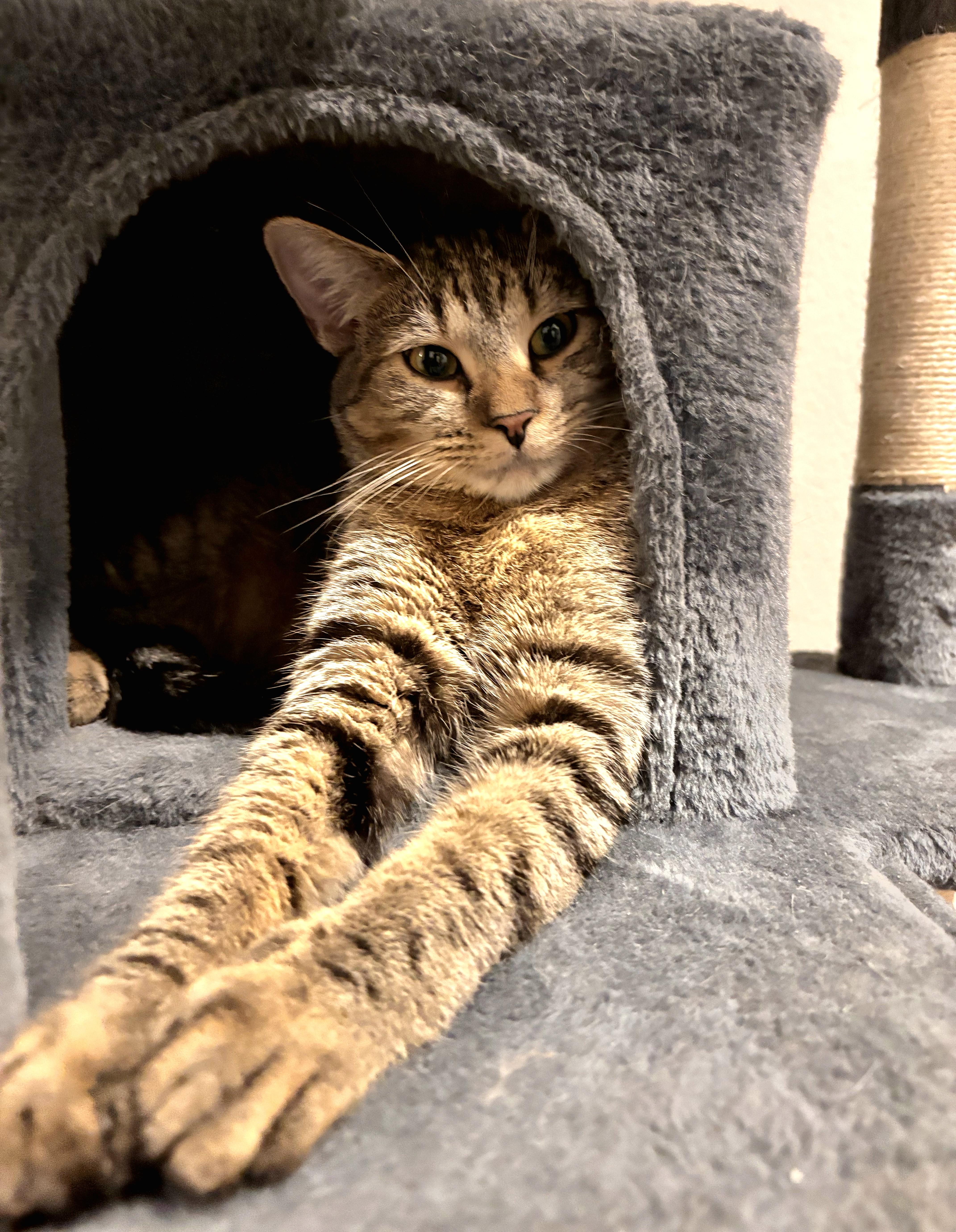 Enlarge Fergie, a Adoptable mixed breed in Fort Worth, TX image 2/5