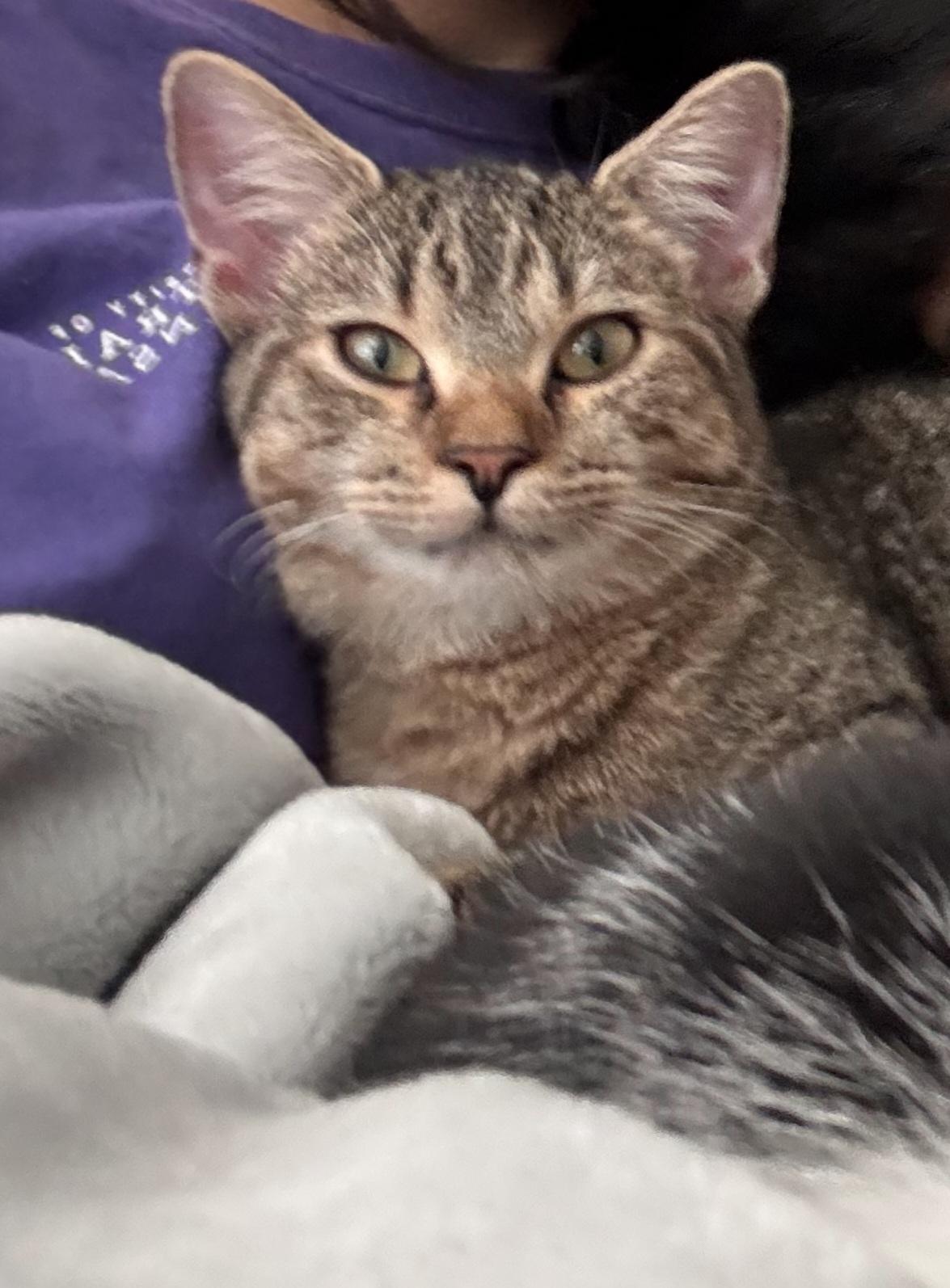 Enlarge Fergie, a Adoptable mixed breed in Fort Worth, TX image 3/5