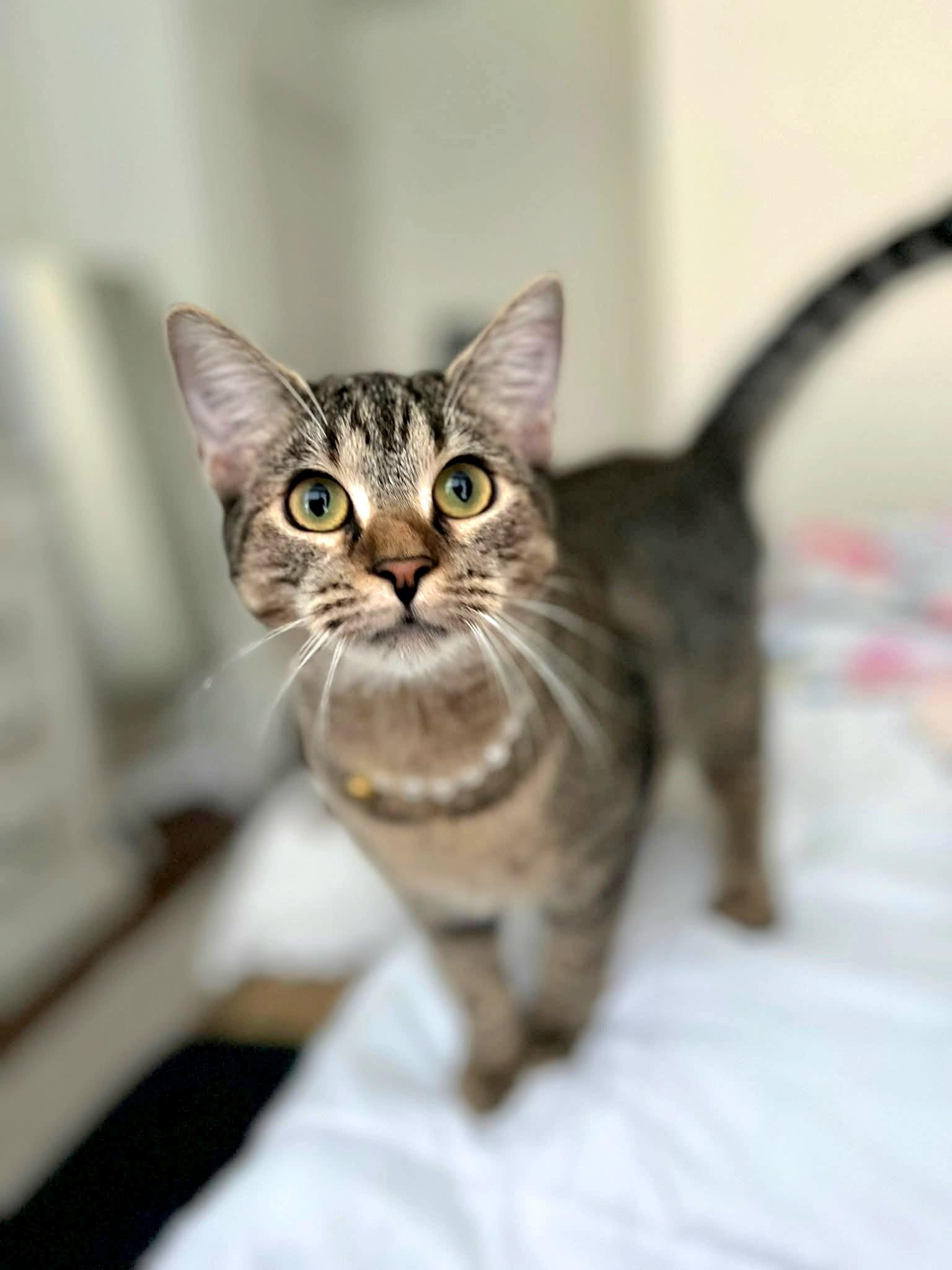 Enlarge Fergie, a Adoptable mixed breed in Fort Worth, TX image 4/5