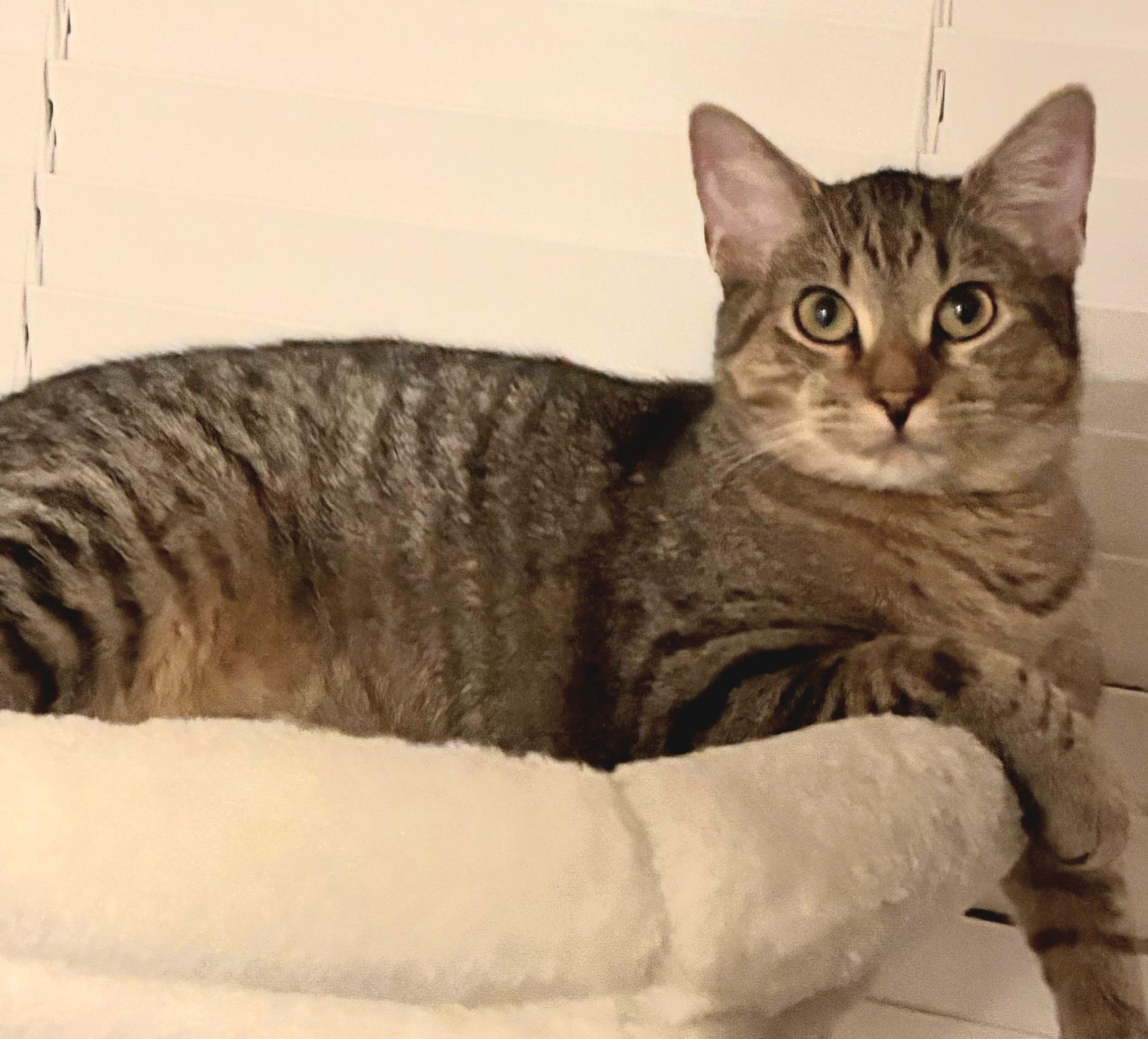 Enlarge Fergie, a Adoptable mixed breed in Fort Worth, TX image 5/5