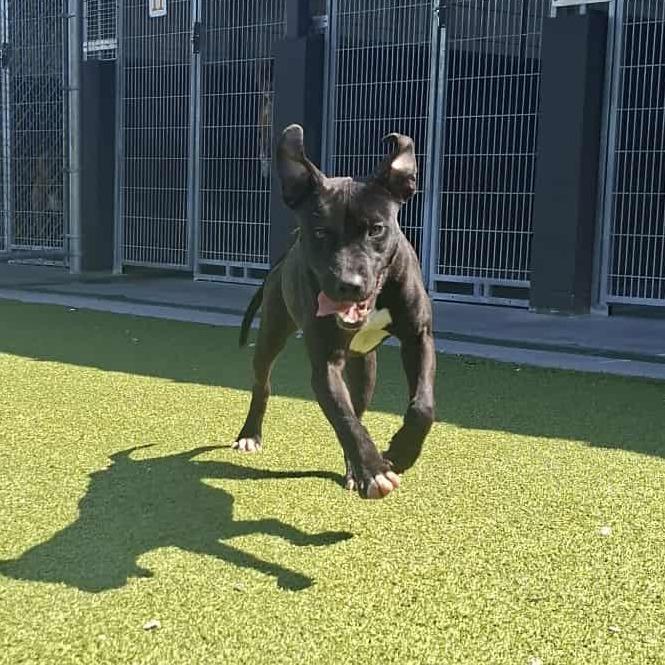 Paris, Adoptable, Young Female Black Labrador Retriever.