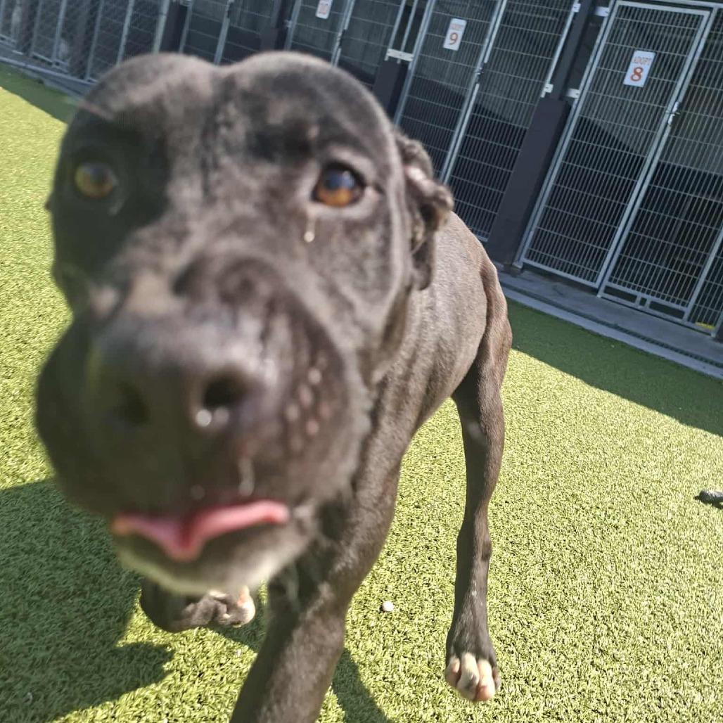 Enlarge Paris, a Adoptable Black Labrador Retriever in Hannibal, MO image 2/4