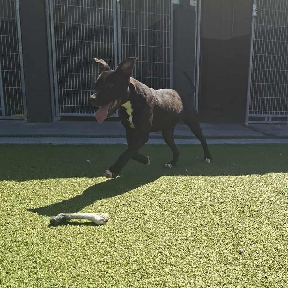 Enlarge Paris, a Adoptable Black Labrador Retriever in Hannibal, MO image 4/4