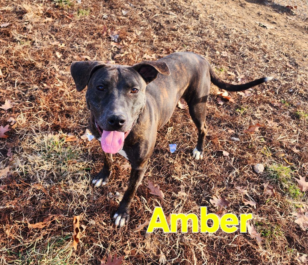Amber, a Adoptable American Staffordshire Terrier in Clinton, MO image 1/5