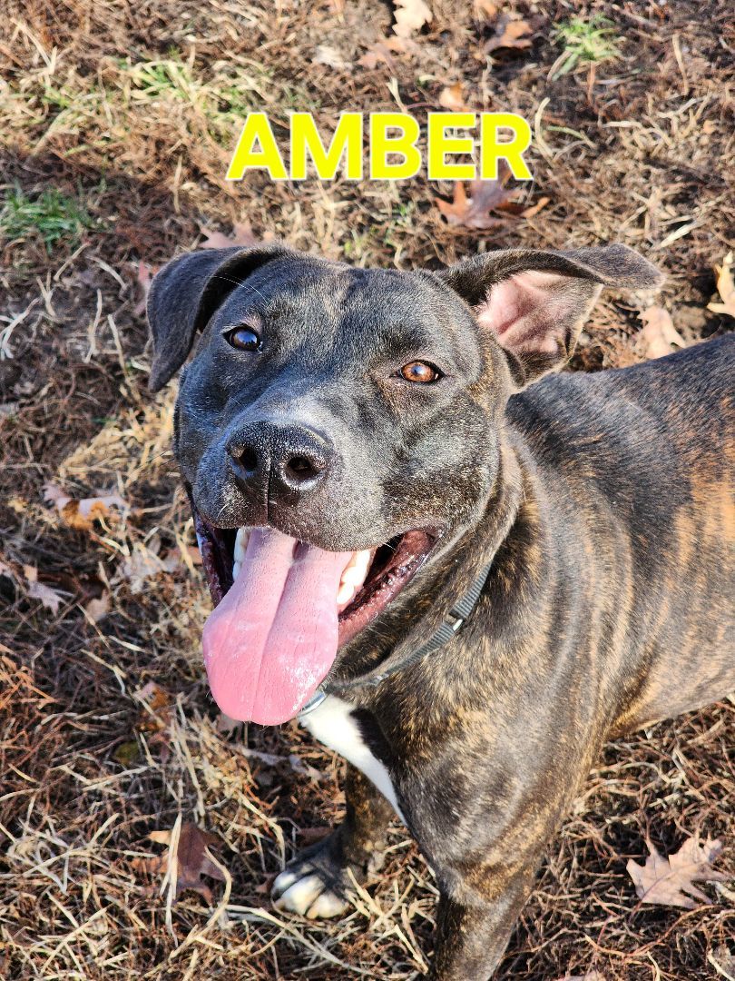 Amber, a Adoptable American Staffordshire Terrier in Clinton, MO image 2/5