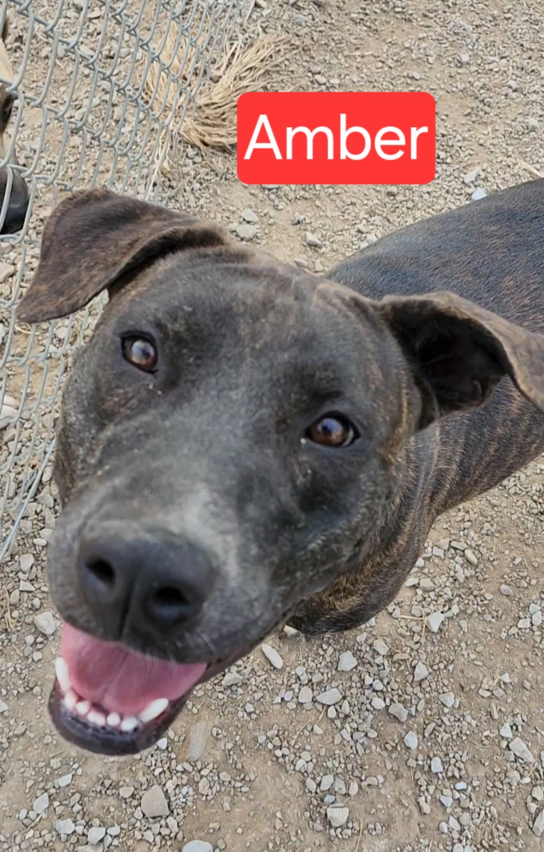 Amber, a Adoptable American Staffordshire Terrier in Clinton, MO image 3/5