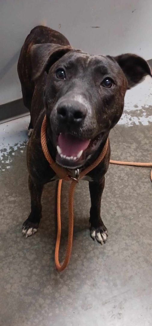 Amber, a Adoptable American Staffordshire Terrier in Clinton, MO image 4/5
