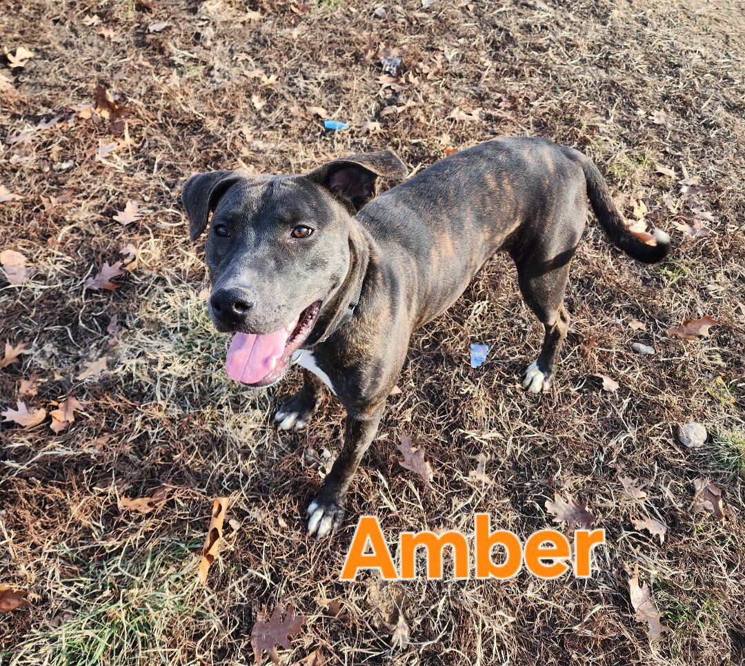 Amber, a Adoptable American Staffordshire Terrier in Clinton, MO image 5/5