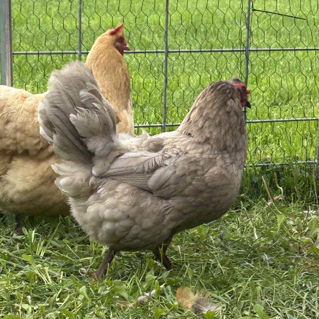 Enlarge Cameron, a Adoptable Chicken in Fairport, NY image 1/3