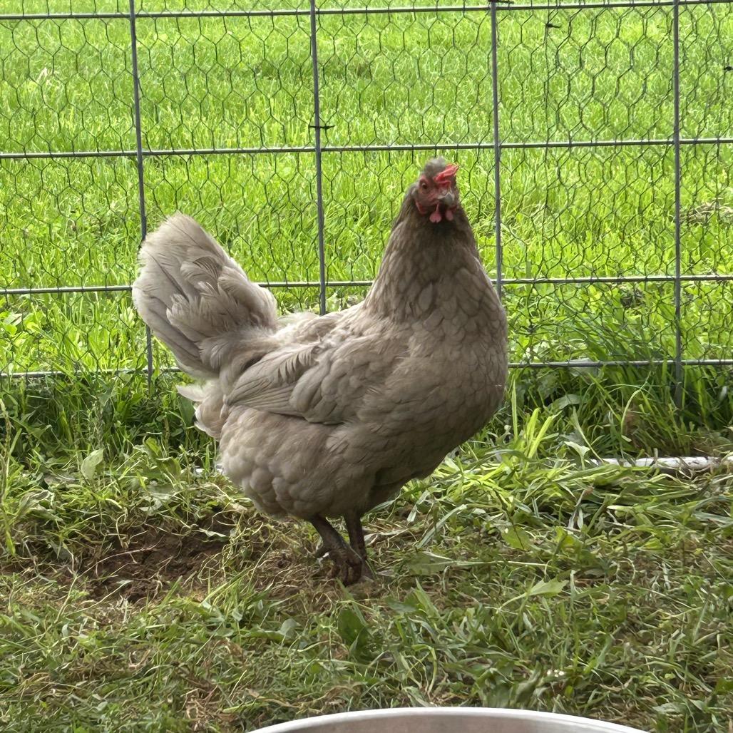 Enlarge Cameron, a Adoptable Chicken in Fairport, NY image 2/3