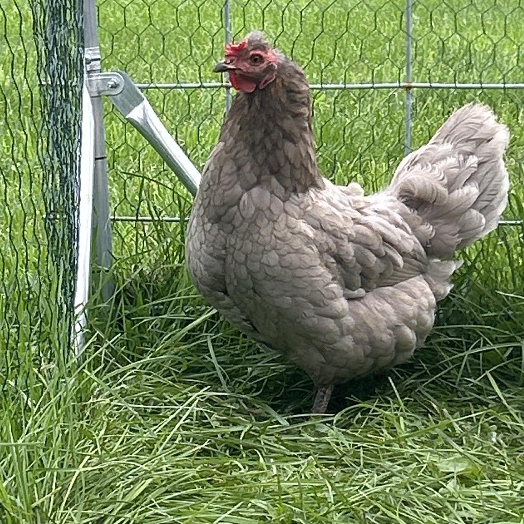 Enlarge Cameron, a Adoptable Chicken in Fairport, NY image 3/3