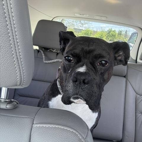 Enlarge Rocco, a Adoptable Boxer in Hummelstown, PA image 2/6
