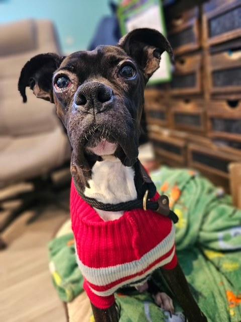 Rocco, ADOPTABLE, Adult Male Boxer.