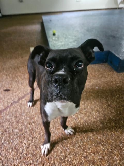 Enlarge Rocco, a Adoptable Boxer in Hummelstown, PA image 6/6