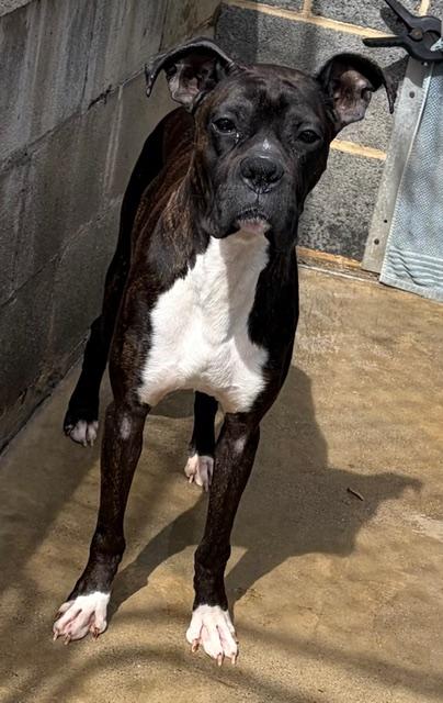 Enlarge Rocco, a Adoptable Boxer in Hummelstown, PA image 3/6