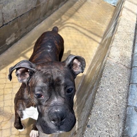 Enlarge Rocco, a Adoptable Boxer in Hummelstown, PA image 4/6