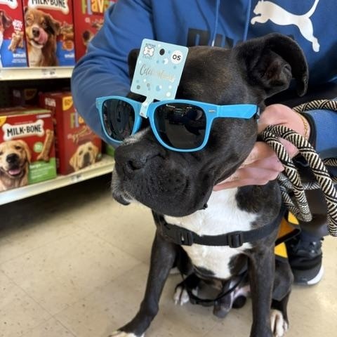 Enlarge Rocco, a Adoptable Boxer in Hummelstown, PA image 1/6