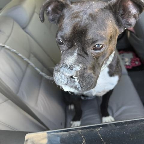 Enlarge Rocco, a Adoptable Boxer in Hummelstown, PA image 5/6