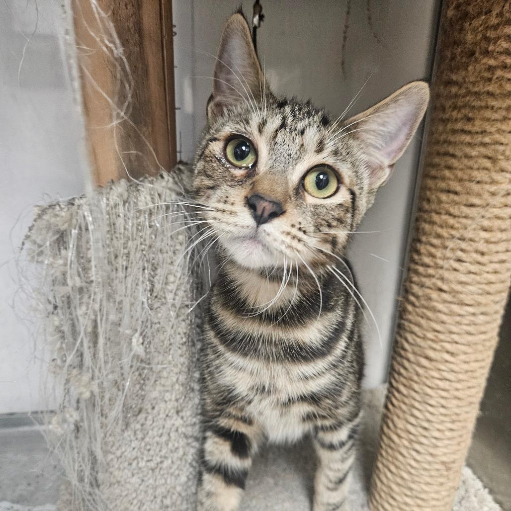 Rocket, Adoptable, Young Male Domestic Short Hair.