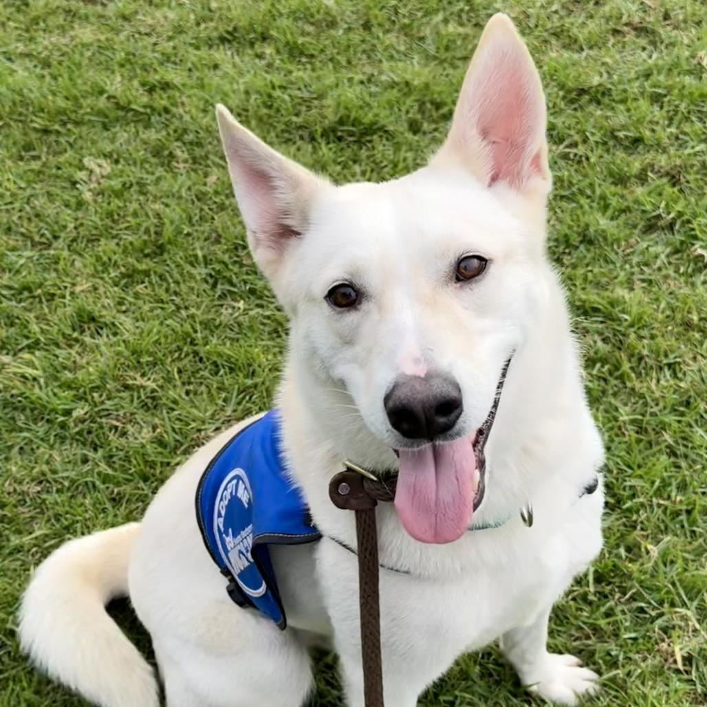 Silver, Adoptable, Adult Male Shiba Inu & Mixed Breed.