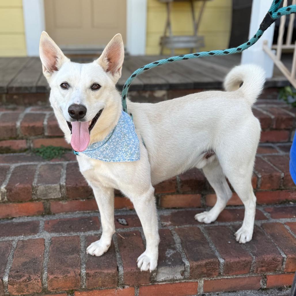 Enlarge Yuki, a Adoptable mixed breed in Santa Barbara, CA image 1/6