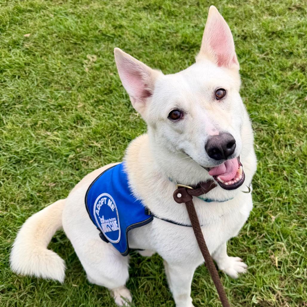 Enlarge Silver, a Adoptable mixed breed in Santa Barbara, CA image 2/6