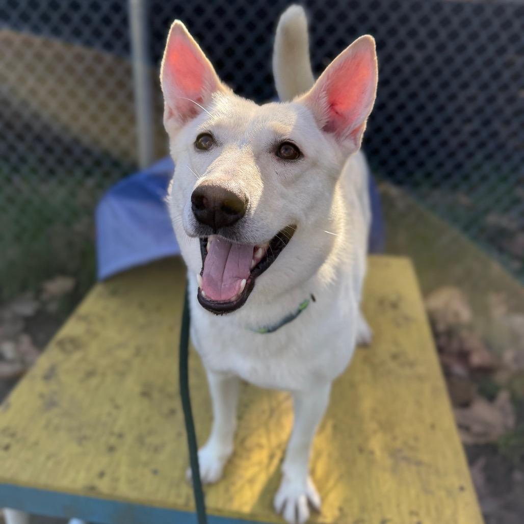 Enlarge Silver, a Adoptable mixed breed in Santa Barbara, CA image 3/6