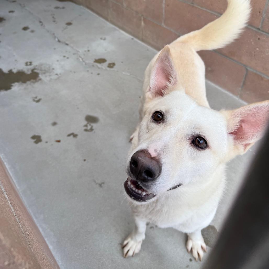 Enlarge Silver, a Adoptable mixed breed in Santa Barbara, CA image 4/6