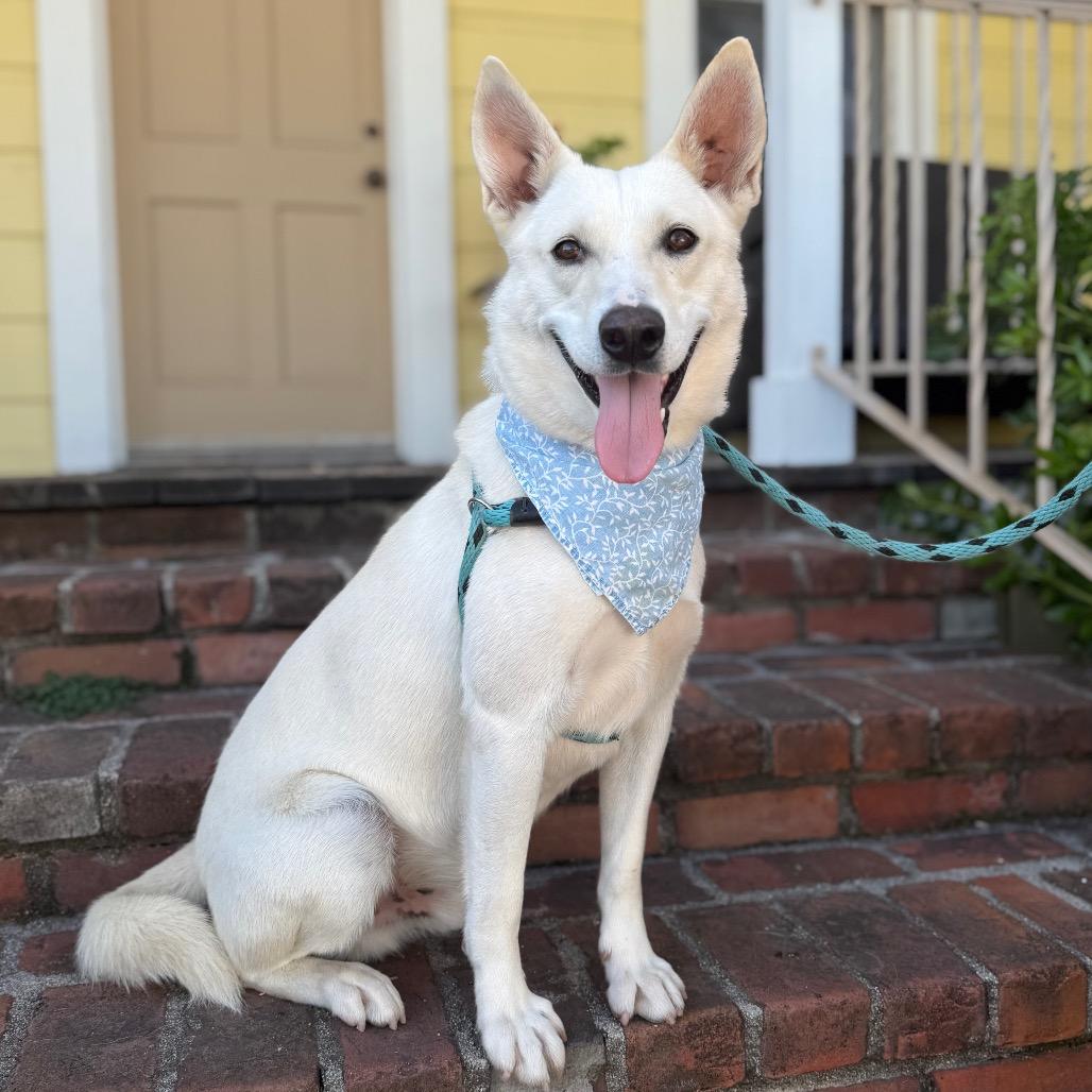 Enlarge Yuki, a Adoptable mixed breed in Santa Barbara, CA image 4/6