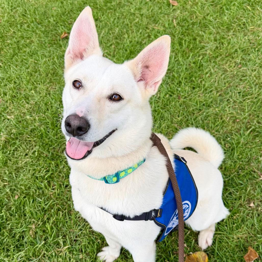 Enlarge Silver, a Adoptable mixed breed in Santa Barbara, CA image 5/6