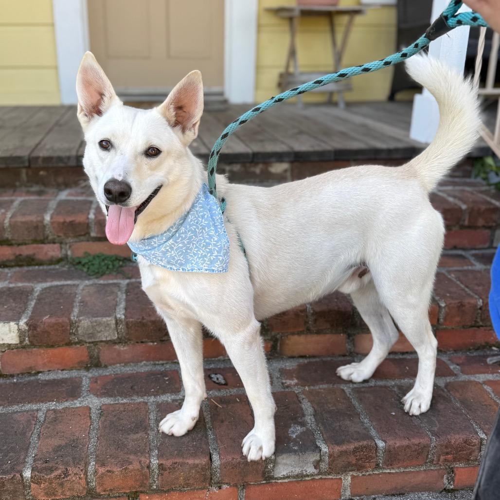Enlarge Yuki, a Adoptable mixed breed in Santa Barbara, CA image 6/6