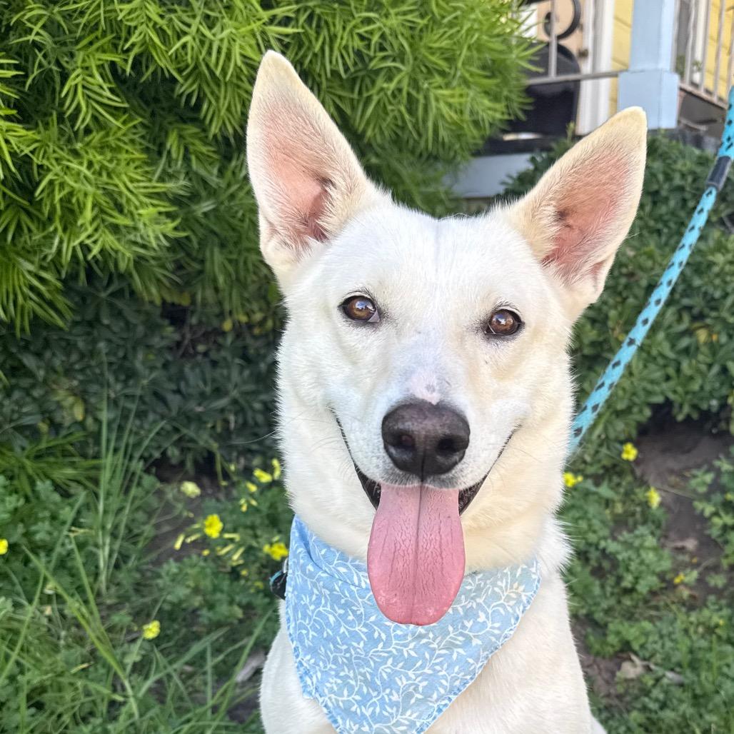 Enlarge Silver, a Adoptable mixed breed in Santa Barbara, CA image 6/6