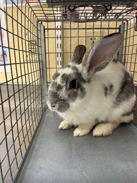 HANK, Adoptable, Young Male Bunny Rabbit.