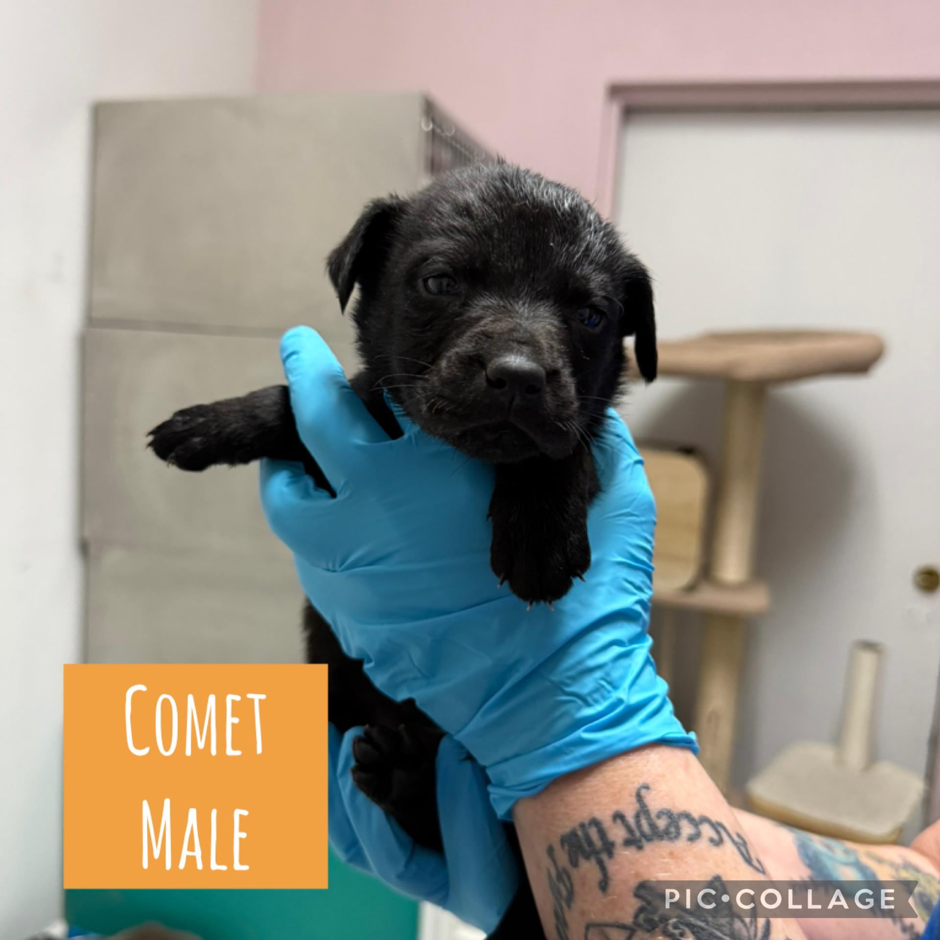 Holiday puppies ready Dec 31 (male), Adoptable, Puppy Male Mixed Breed.