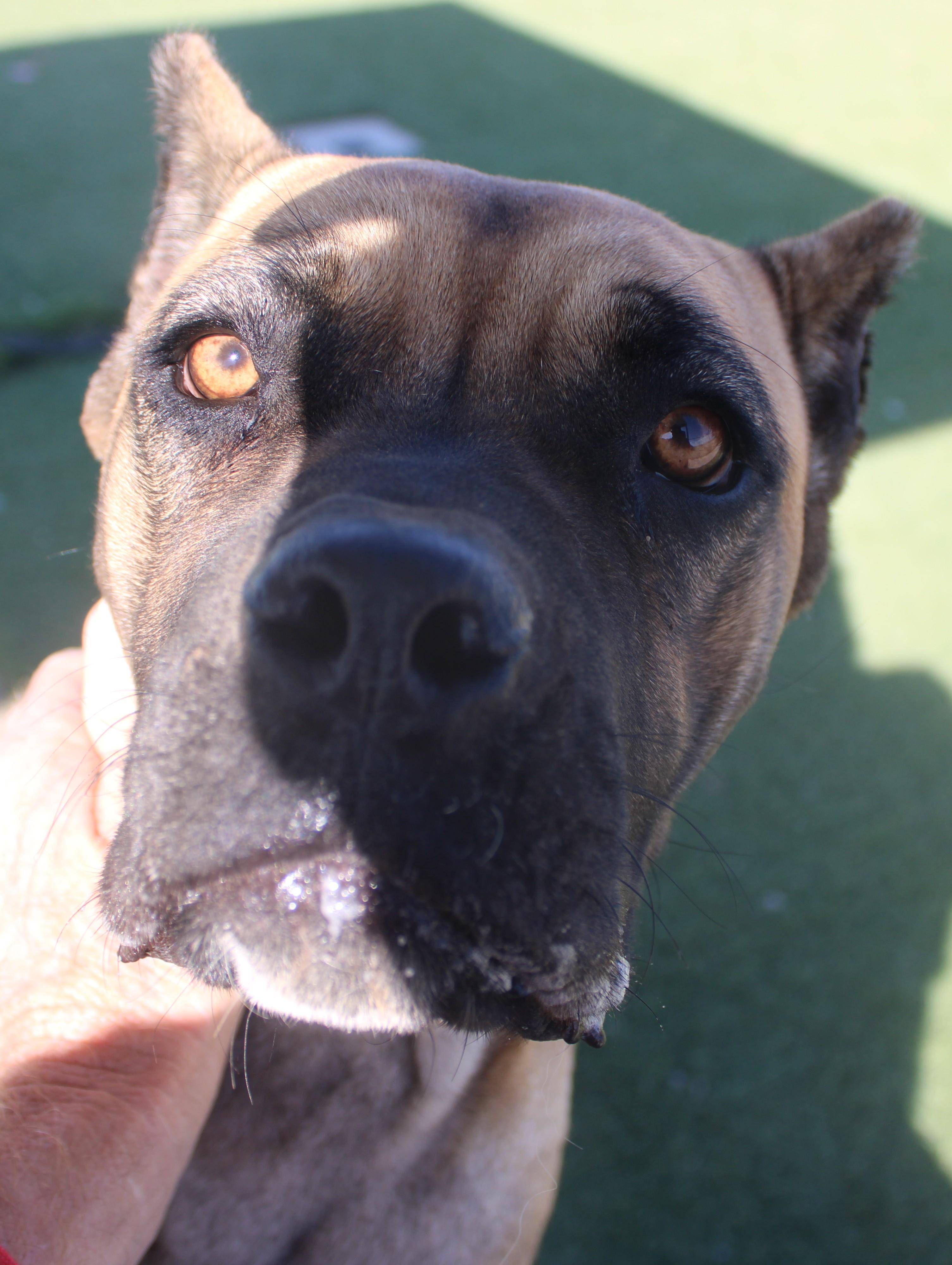 Enlarge Cinnamon (Available Oct. 22), a Adoptable mixed breed in Wasco, CA image 2/6