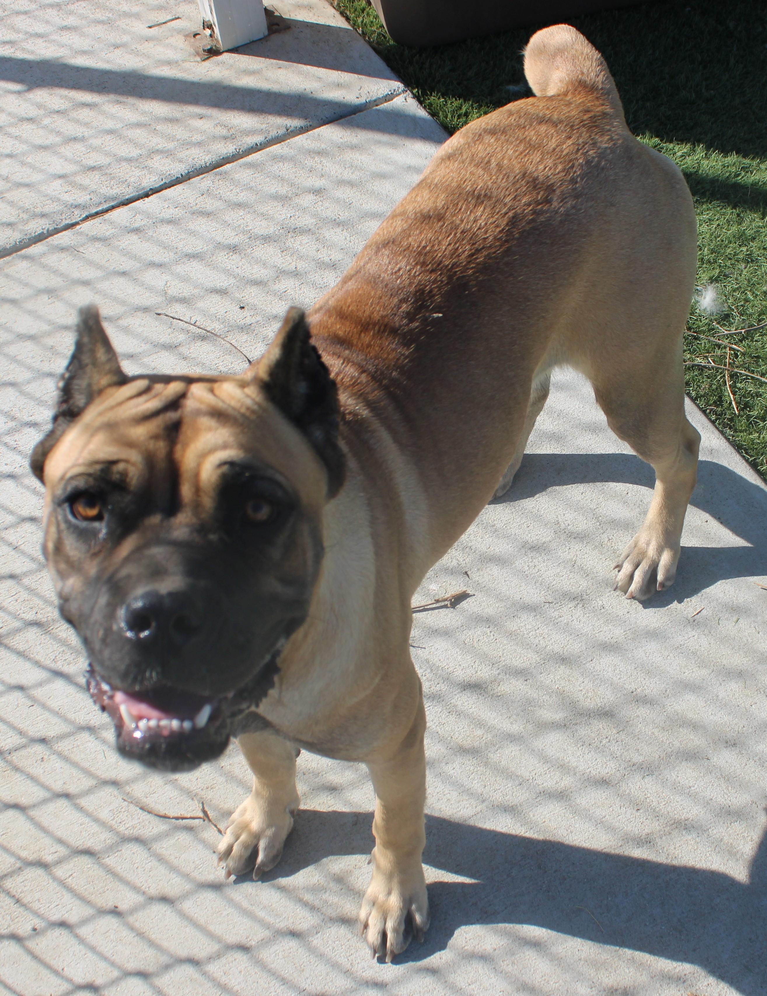 Enlarge Cinnamon (Available Oct. 22), a Adoptable mixed breed in Wasco, CA image 3/6
