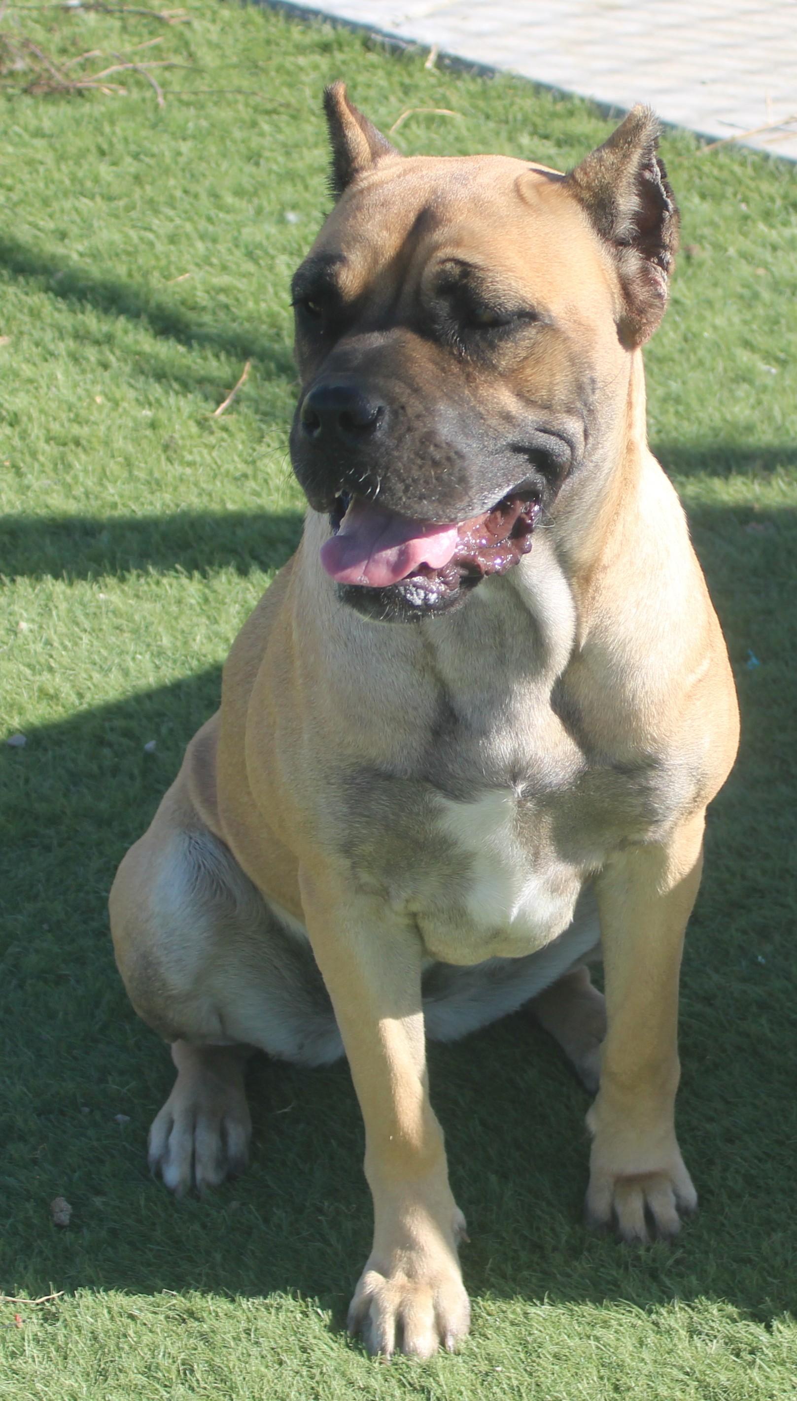 Enlarge Cinnamon (Available Oct. 22), a Adoptable mixed breed in Wasco, CA image 4/6