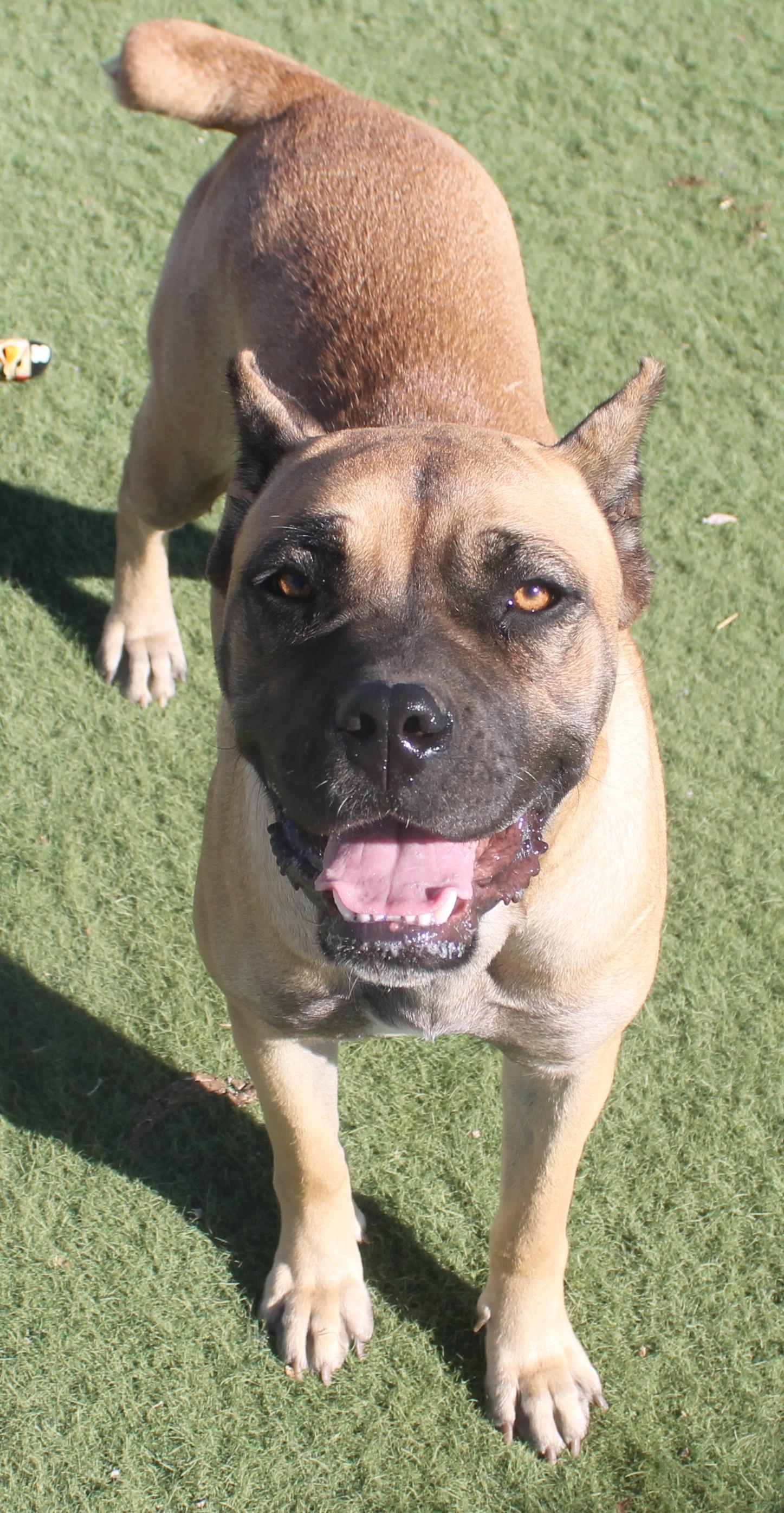Cinnamon (Available Oct. 22), Adoptable, Young Female Mastiff.