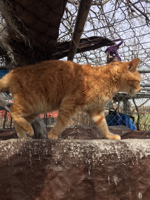 Enlarge trevor, a Adoptable Domestic Medium Hair in Haslet, TX image 1/1
