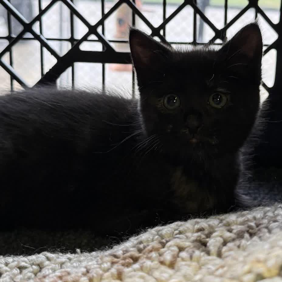 Mocha Sprinkles, Adoptable, Kitten Female Domestic Short Hair.