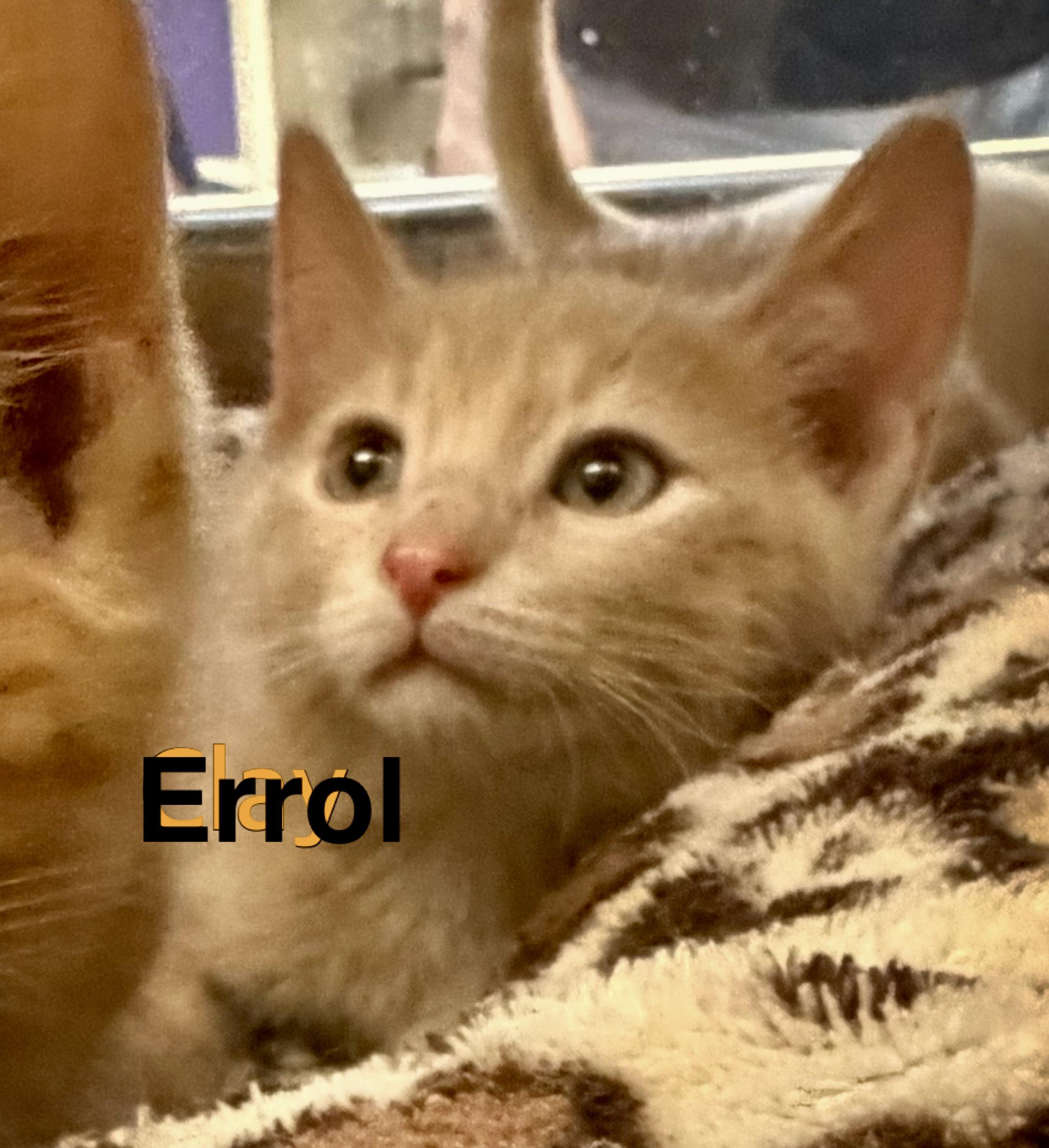 Errol, Adoptable, Kitten Male Domestic Short Hair.