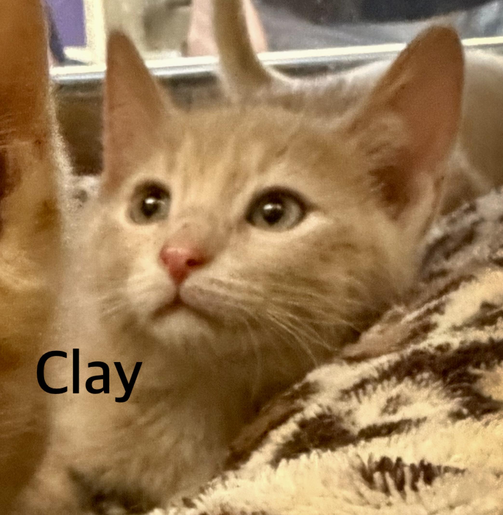 Clay, ADOPTABLE, Kitten Male Domestic Short Hair.
