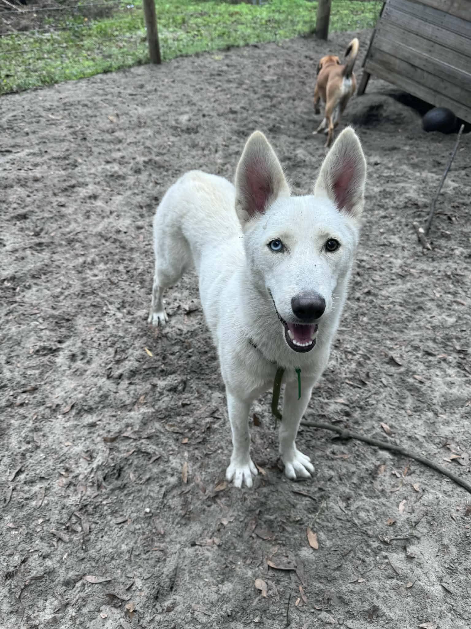 Enlarge Winter, a ADOPTABLE Husky in New Smyrna Beach, FL image 1/2