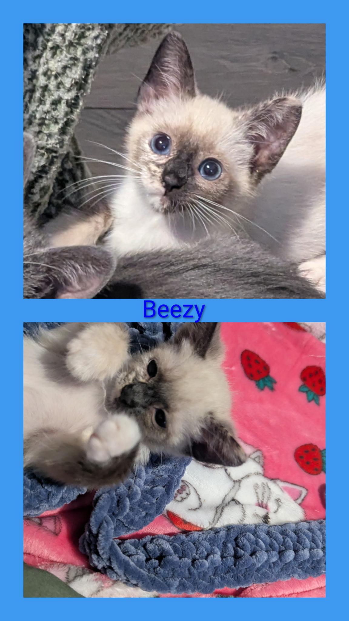 Beezy, adopted, Kitten Female Siamese.